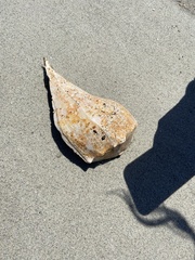 Sinistrofulgur sinistrum