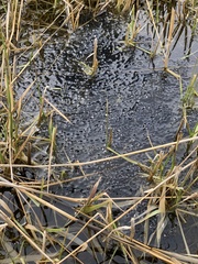 Rana luteiventris
