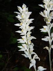 Cephalanthera austiniae