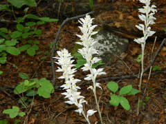 Cephalanthera austiniae