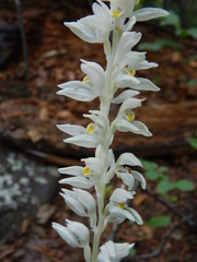 Cephalanthera austiniae