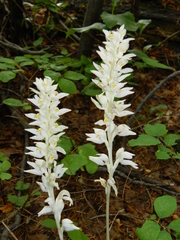 Cephalanthera austiniae