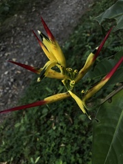 Heliconia hirsuta