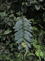 Heliconia hirsuta