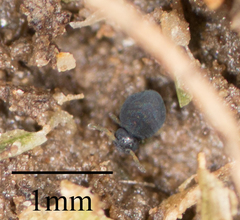 Sminthurinus atrapallidus