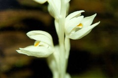 Cephalanthera austiniae