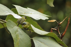 Todirostrum poliocephalum