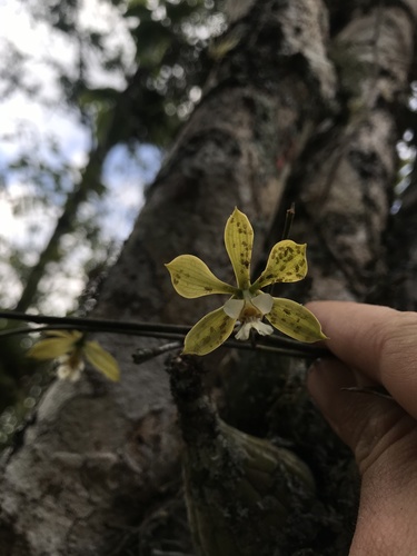 Encyclia diurna