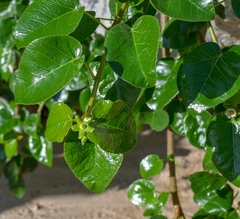 Jatropha vernicosa