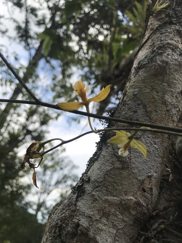 Encyclia diurna, photograph 2