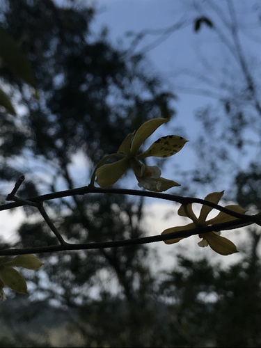 Encyclia diurna, photograph 3