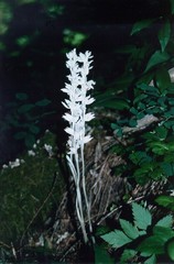 Cephalanthera austiniae