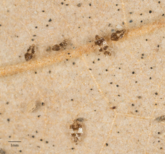 Corythucha confraterna