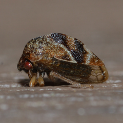 Cyrtolobus fenestratus