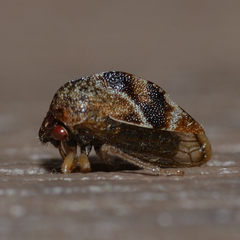 Cyrtolobus fenestratus