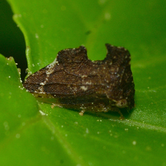 Entylia carinata