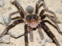 Acanthoscurria cordubensis