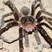 Rusty Brown Birdeater - Photo (c) oscar_galli_merino, some rights reserved (CC BY-NC), uploaded by oscar_galli_merino