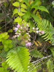 Vernonia saepium
