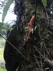 Phlebodium decumanum