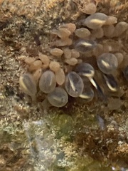 Eurycea aquatica