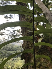 Phlebodium decumanum