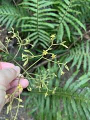Parsonsia brownii