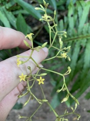 Parsonsia brownii