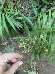 Parsonsia brownii