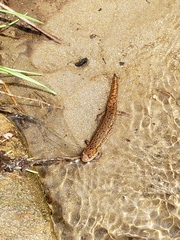 Desmognathus planiceps