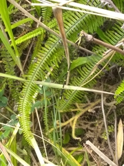 Hypolestes hatuey