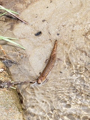 Desmognathus planiceps