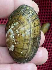 Cambarunio taeniatus