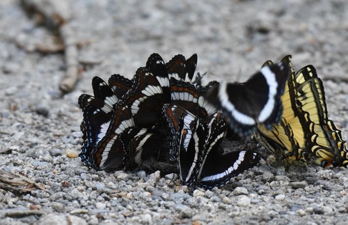 Red-spotted purple
