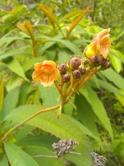 Rhytidophyllum bicolor