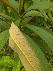 Rhytidophyllum bicolor