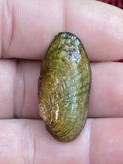 Medionidus conradicus