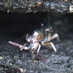 Lepidocyrtus paradoxus