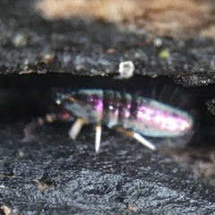 Lepidocyrtus paradoxus