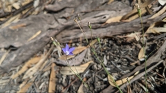 Wahlenbergia fluminalis