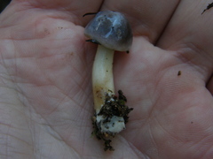 Fistulinella viscida