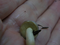 Fistulinella viscida