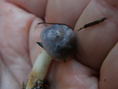 Fistulinella viscida