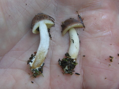 Fistulinella viscida