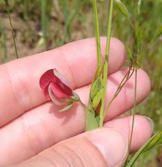 Lathyrus