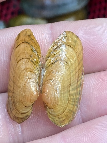 Cumberland Moccasinshell