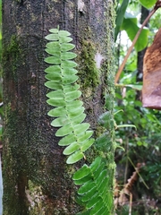 Marcgravia rectiflora