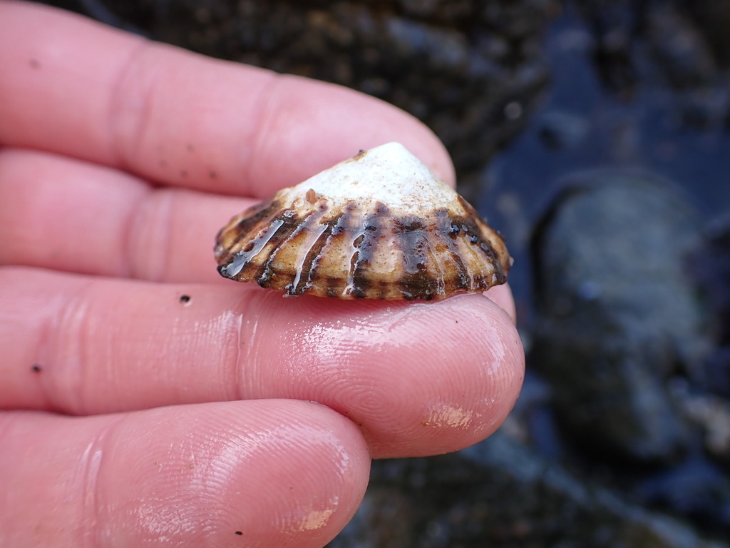 shield limpet