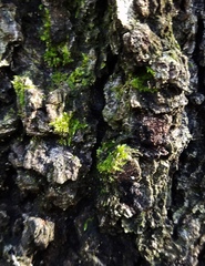Sematophyllum adnatum