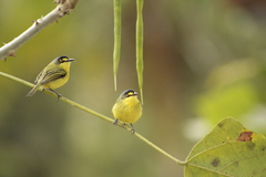 Todirostrum poliocephalum